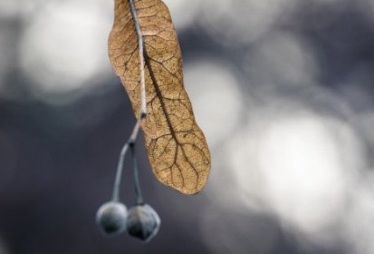 Photo de Uwe Nake provenant de Pexels - Courage #5